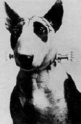 Frankenweenie