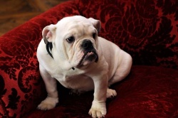 Il est craquant... Ce sale cabot!