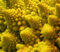 Oxo choupino