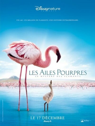 Les Ailes Pourpres : le mystère des flamants