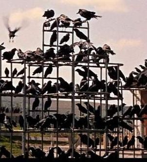  Universal Pictures dans Les oiseaux - 2013