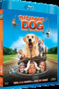Diamond Dog : chien milliardaire